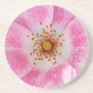 Rosa Blume im Schatten Getränkeuntersetzer