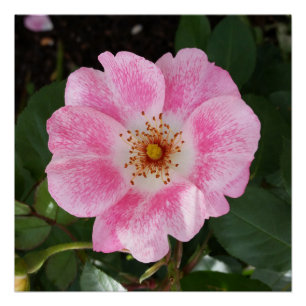 Rosa Blume im Schatten Poster