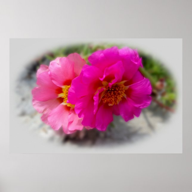 Rosa Blume in der Sonne Poster (Vorne)