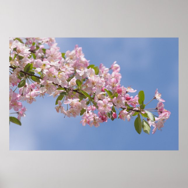 Rosa Blume in Obstgarten Poster (Vorne)