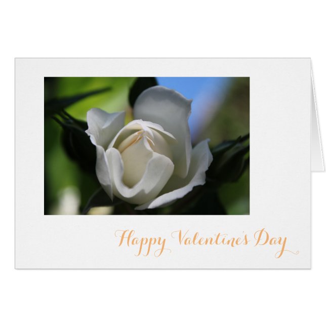 Rosa Blume in Reinform (Vorderseite (Horizontal))