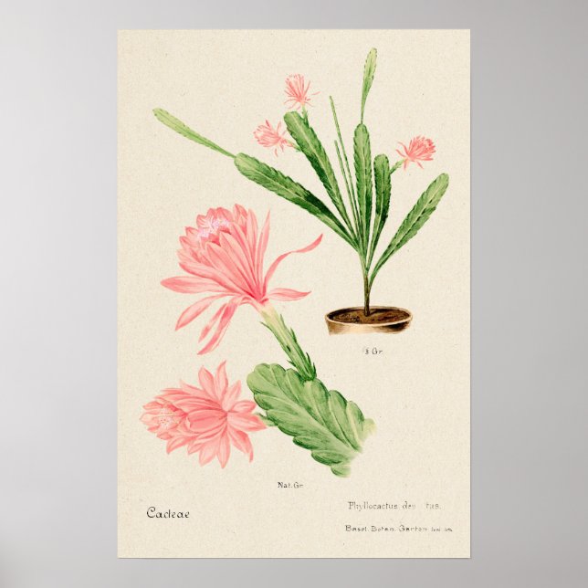 Rosa Blume Kakteen Botanische Kunst Poster (Vorne)