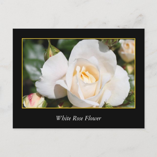 Rosa Blume, Liebe und Romantik Postkarte (Vorderseite)