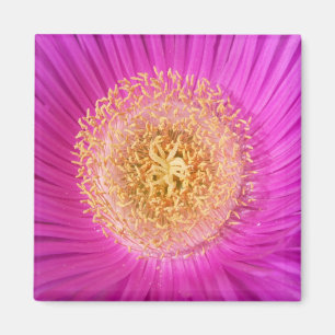 Rosa Blume Magnet