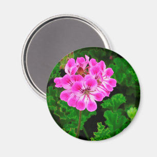 Rosa Blume Magnet