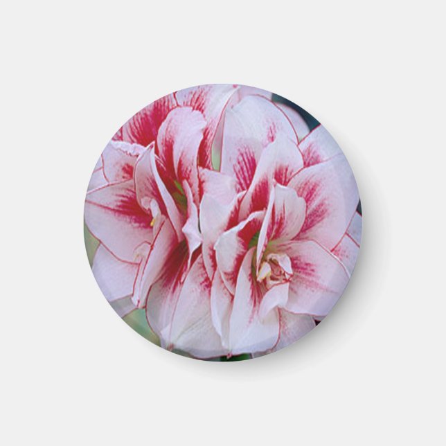 Rosa Blume Magnet (Vorne)