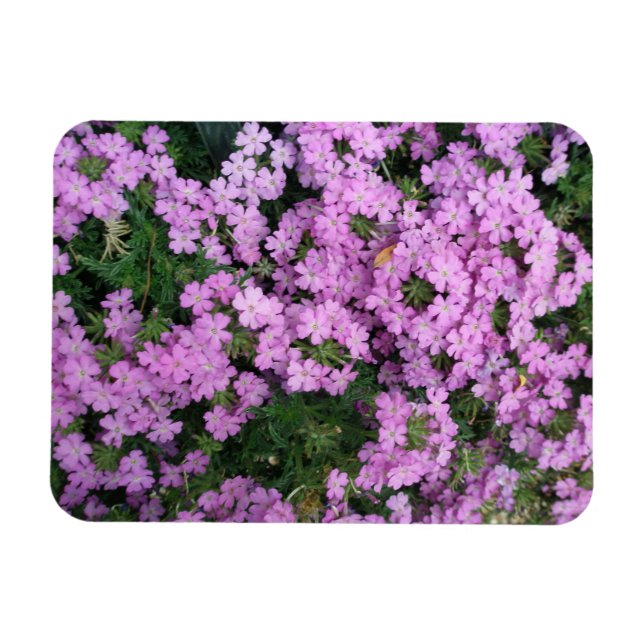 rosa Blume Magnet (Horizontal)