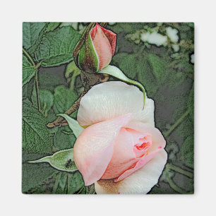 Rosa Blume Magnet