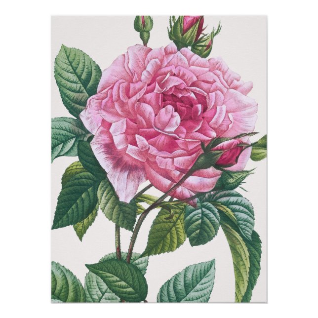 Rosa Blume mit grünen Blätter Poster (Vorderseite)