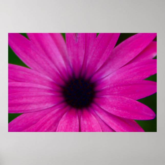 rosa Blume Poster (Vorne)