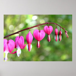 Rosa Blume Poster