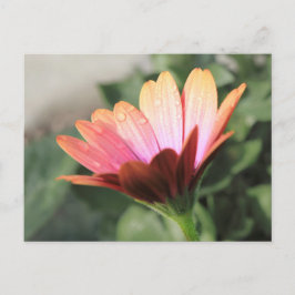 Rosa Blume Postkarte