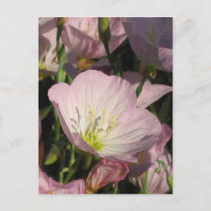 Rosa Blume Postkarte