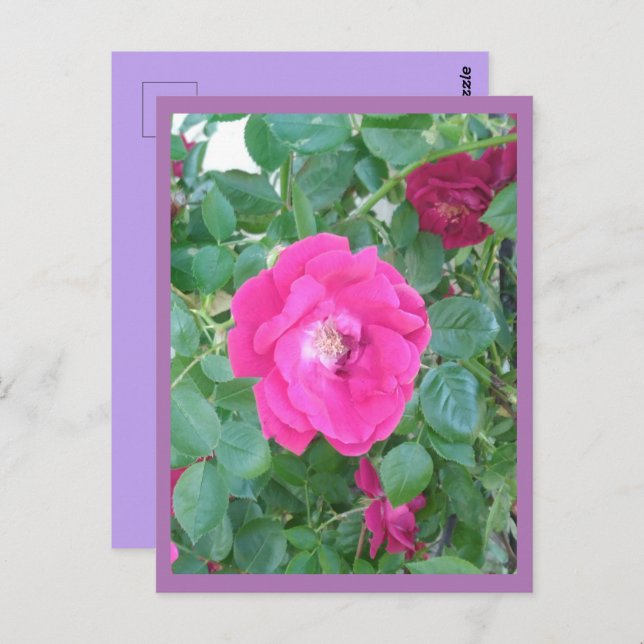 Rosa Blume Postkarte (Vorne/Hinten)