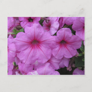 Rosa Blume Postkarte