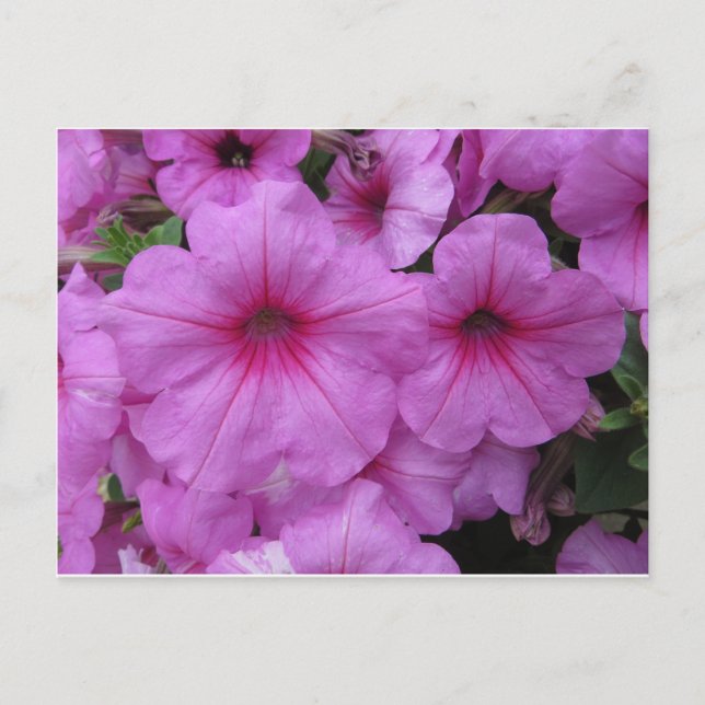 Rosa Blume Postkarte (Vorderseite)