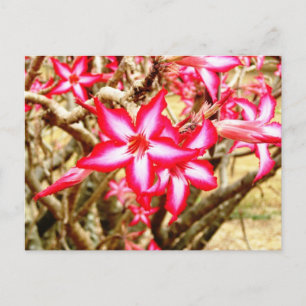 Rosa Blume Postkarte
