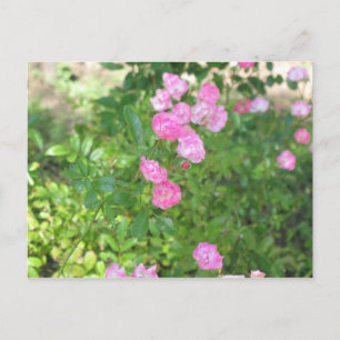 rosa Blume Postkarte