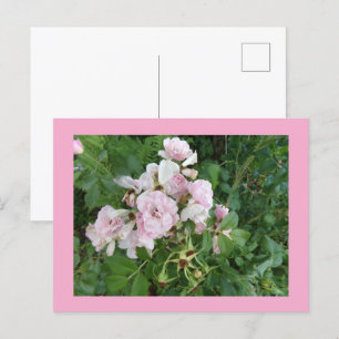 Rosa Blume Postkarte