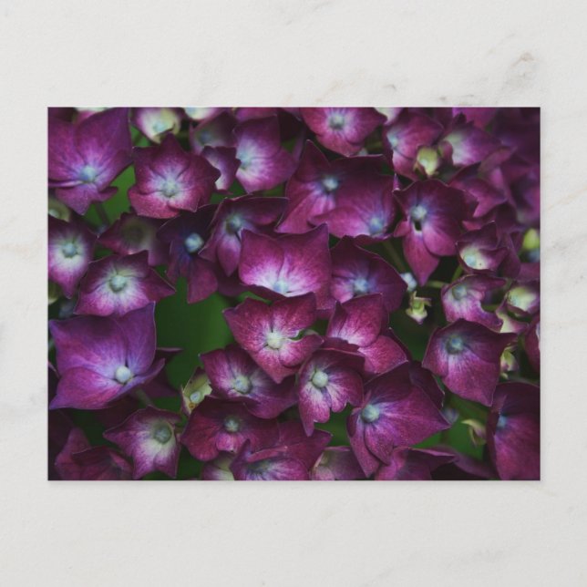 Rosa Blume Postkarte (Vorderseite)