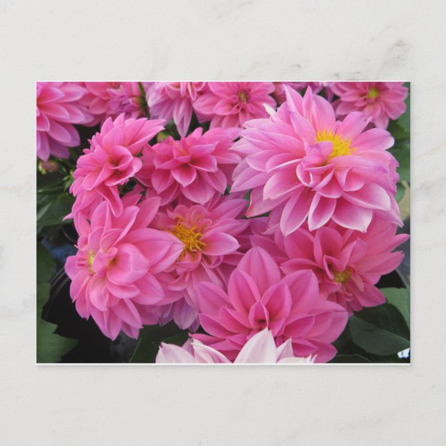Rosa Blume Postkarte (Vorderseite)