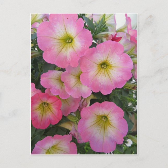 Rosa Blume Postkarte (Vorderseite)