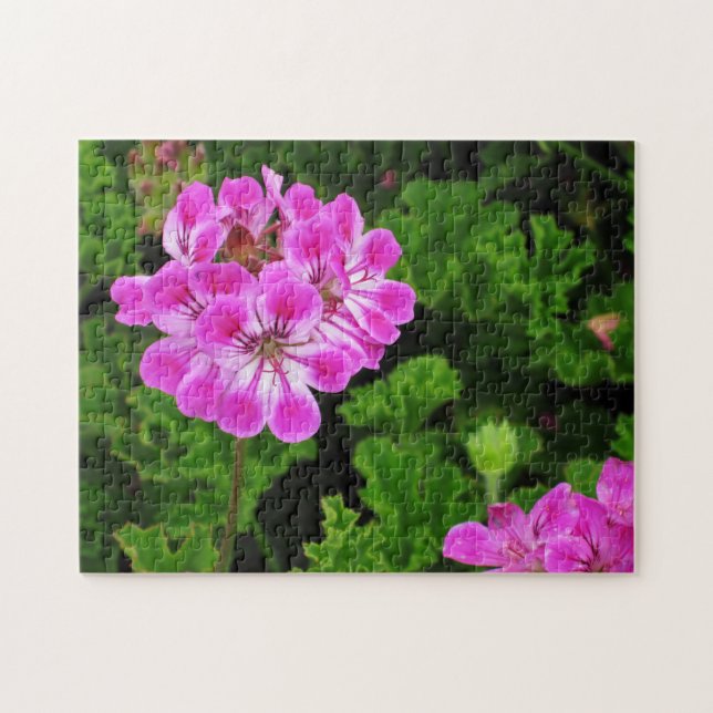 Rosa Blume - Puzzle (Horizontal)
