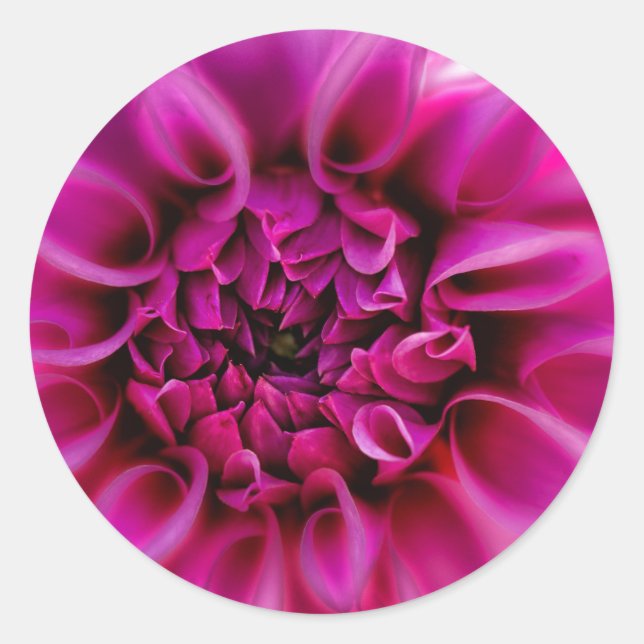 Rosa Blume Runder Aufkleber (Vorderseite)