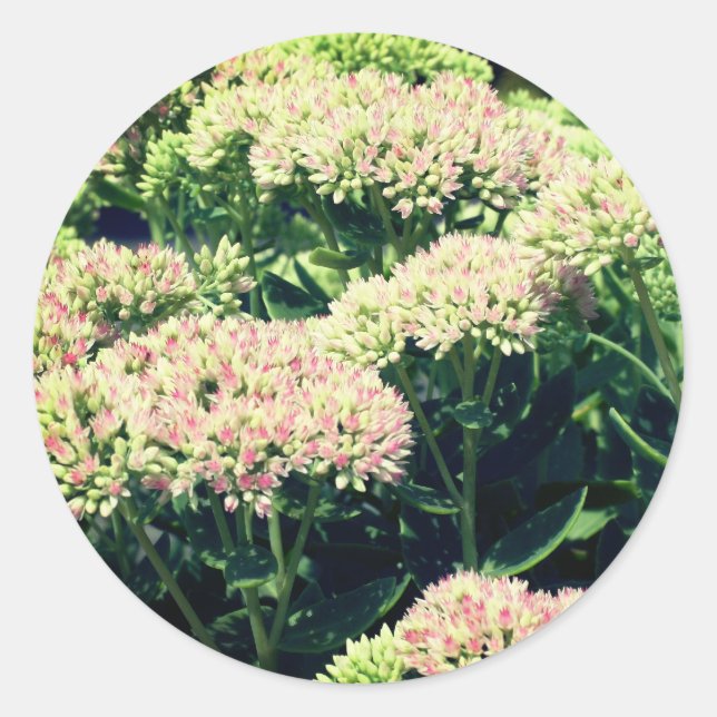 Rosa Blume Runder Aufkleber (Vorderseite)