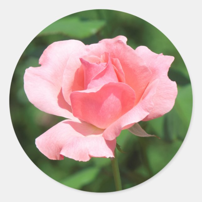 Rosa Blume Runder Aufkleber (Vorderseite)