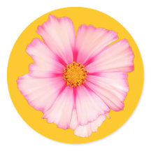 Rosa Blume