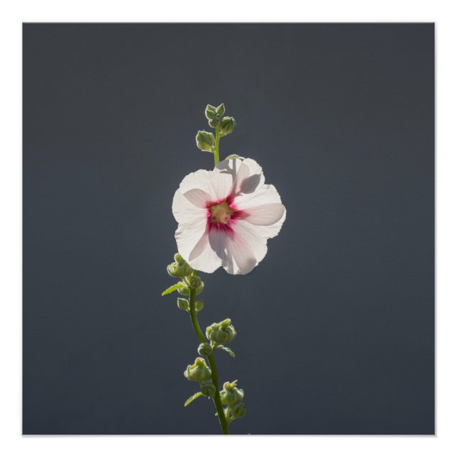 Rosa Blume Schwarze grüne Blätter auf dunkelgrau Poster (Vorderseite)