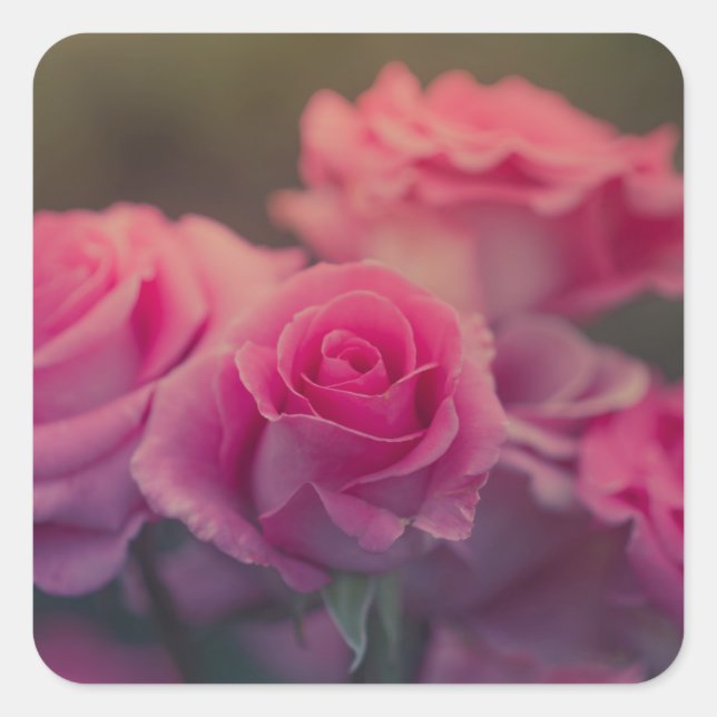 rosa Blume sehr nah Quadratischer Aufkleber (Vorderseite)