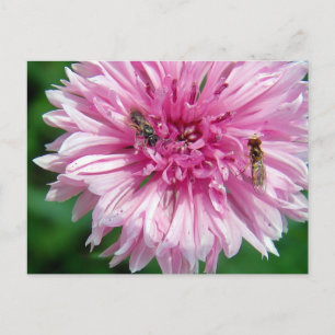 Rosa Blume und Bug Postkarte