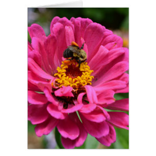 Rosa Blume und Hummel