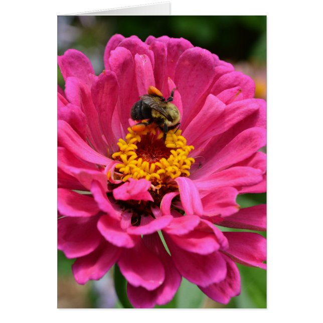 Rosa Blume und Hummel (Vorne)