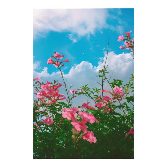 Rosa Blume unter blauem Himmel mit Wolken - Natur Fotodruck (Vorne)