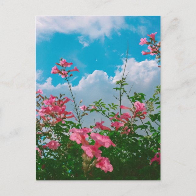 Rosa Blume unter blauem Himmel mit Wolken - Natur Postkarte (Vorderseite)