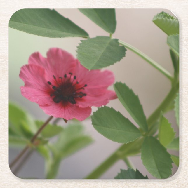 Rosa Blume Untersetzer (Vorderseite)