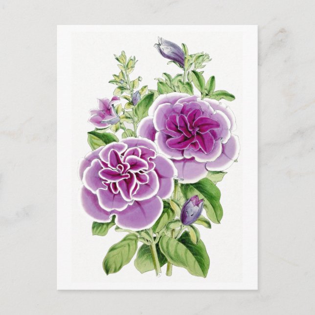 Rosa Blume Vintag Botanische Postkarte (Vorderseite)