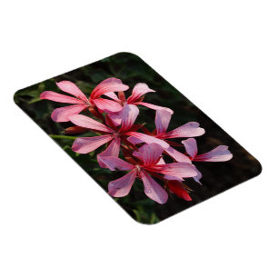 Rosa Blumen Foto Magnet