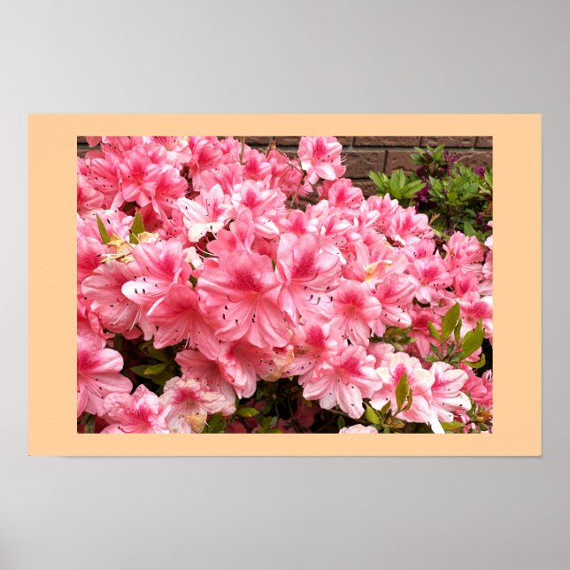 Rosa Blumen Foto Poster (Vorne)