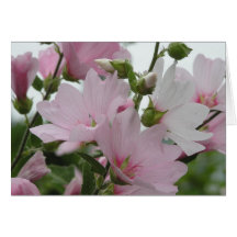 Rosa Blumen Impatiens Familie