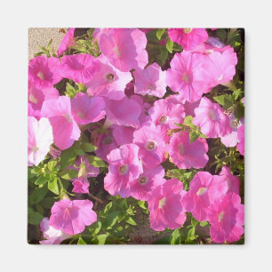 Rosa Blumen Magnet