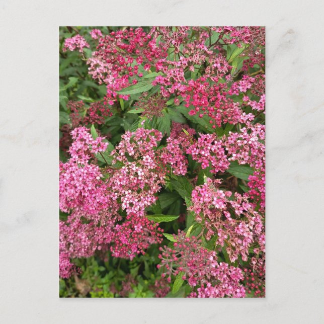 Rosa Blumen Natur Postkarte (Vorderseite)