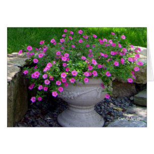 Rosa Blumen-Pflanzer-Anmerkungen