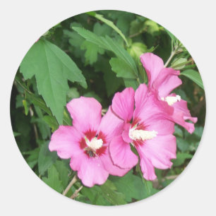 Rosa Blumen-Rose von Sharon mit Biene Runder Aufkleber