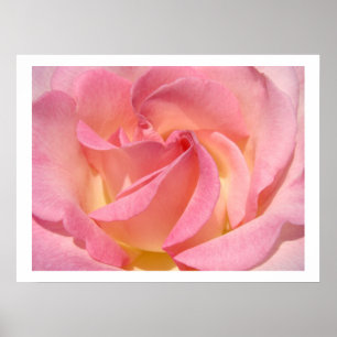 Rosa-Blumen-Spirale-Blumenkunst-Drucke Rosa Poster