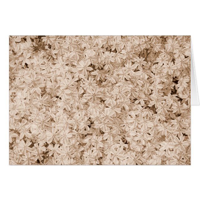 Rosa Blumenblätter (Vorderseite (Horizontal))