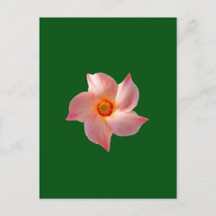 Rosa Blumenkunst Postkarte